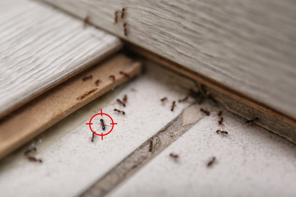 Best Exterminator Services  in South Zanesville, OH